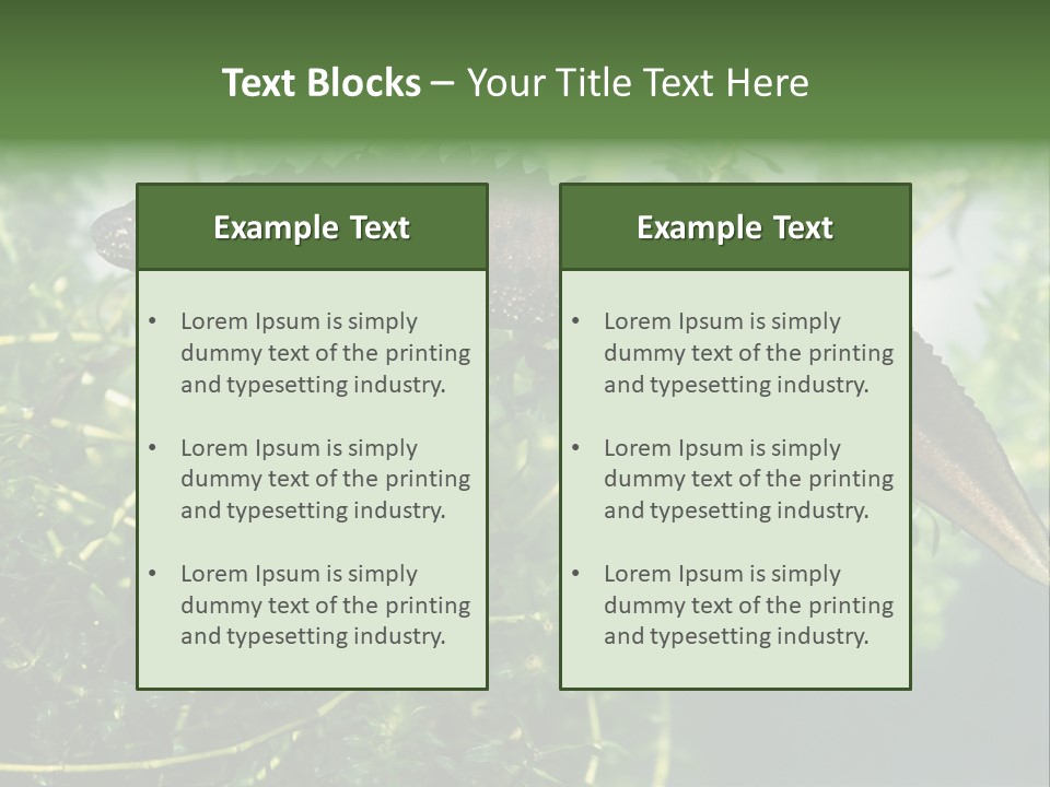 Male Of Great Crested Newt (Triturus Cristatus). His Skin's Color And Crest Is Typical For Breeding Time. PowerPoint Template