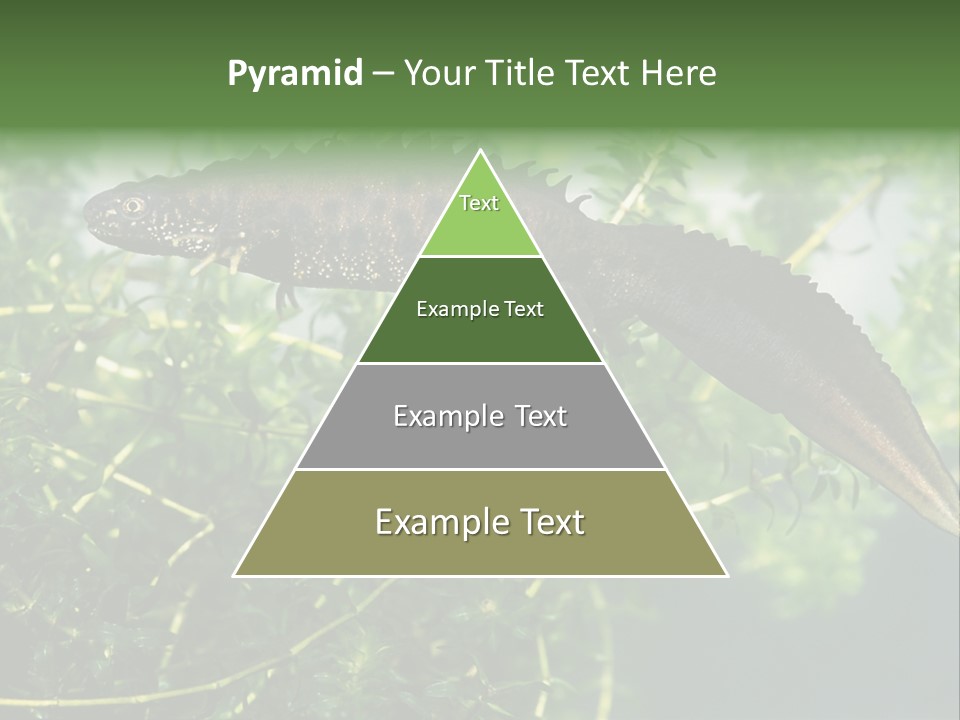Male Of Great Crested Newt (Triturus Cristatus). His Skin's Color And Crest Is Typical For Breeding Time. PowerPoint Template