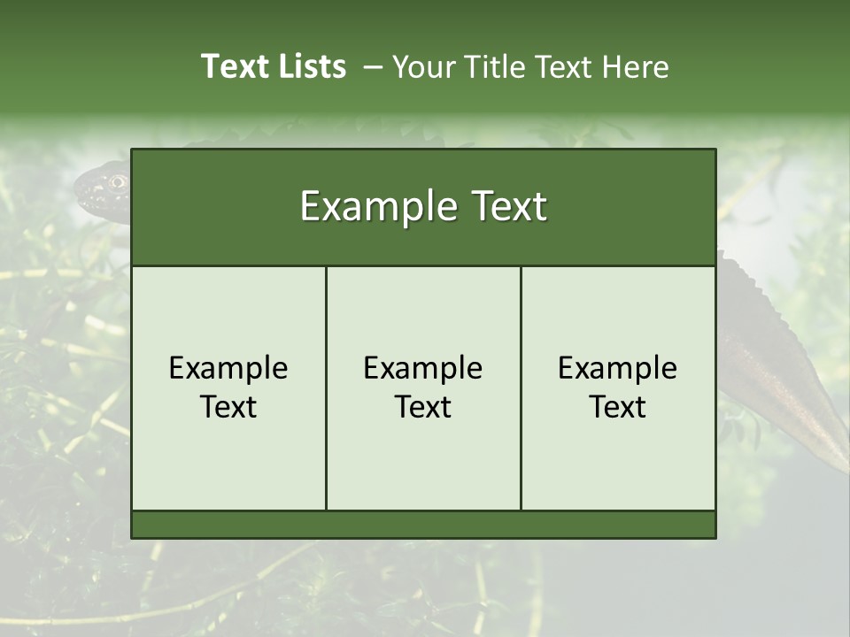 Male Of Great Crested Newt (Triturus Cristatus). His Skin's Color And Crest Is Typical For Breeding Time. PowerPoint Template