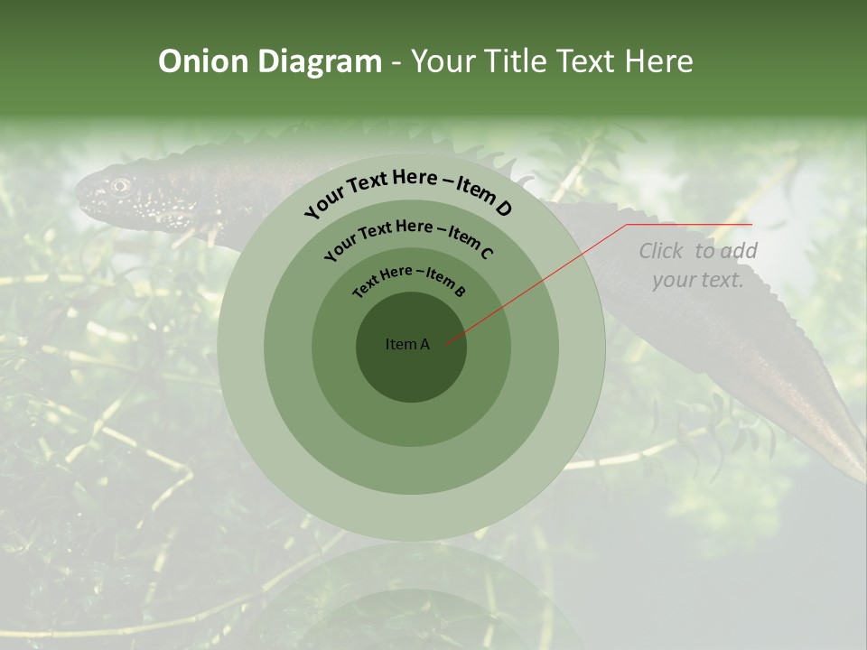 Male Of Great Crested Newt (Triturus Cristatus). His Skin's Color And Crest Is Typical For Breeding Time. PowerPoint Template