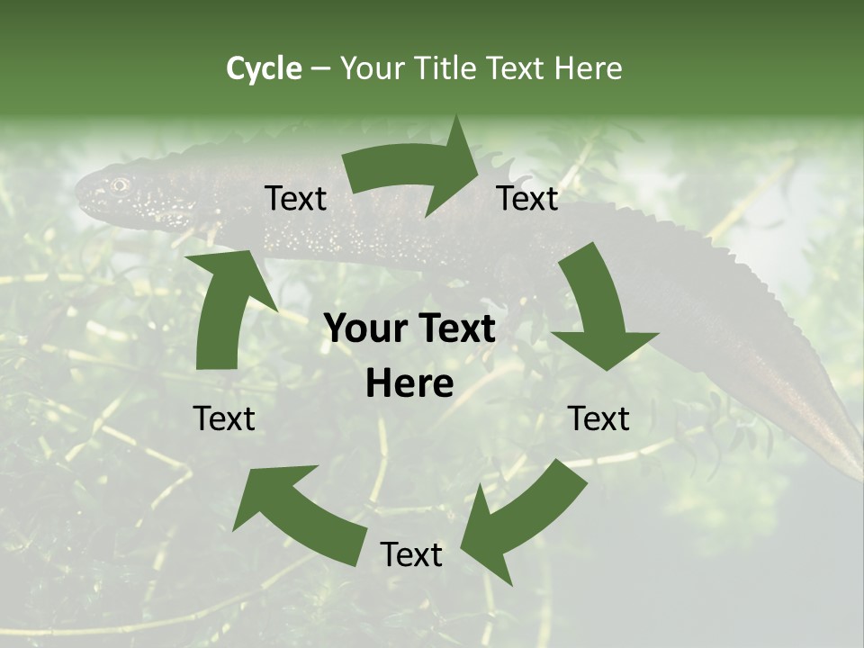 Male Of Great Crested Newt (Triturus Cristatus). His Skin's Color And Crest Is Typical For Breeding Time. PowerPoint Template