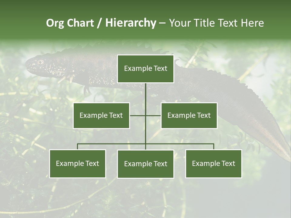 Male Of Great Crested Newt (Triturus Cristatus). His Skin's Color And Crest Is Typical For Breeding Time. PowerPoint Template