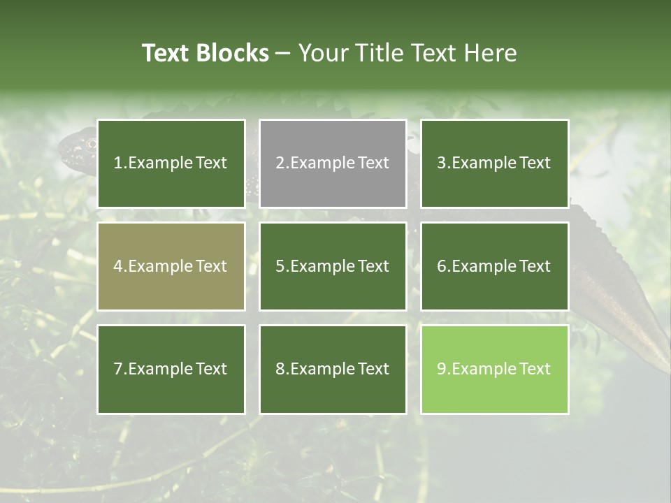 Male Of Great Crested Newt (Triturus Cristatus). His Skin's Color And Crest Is Typical For Breeding Time. PowerPoint Template