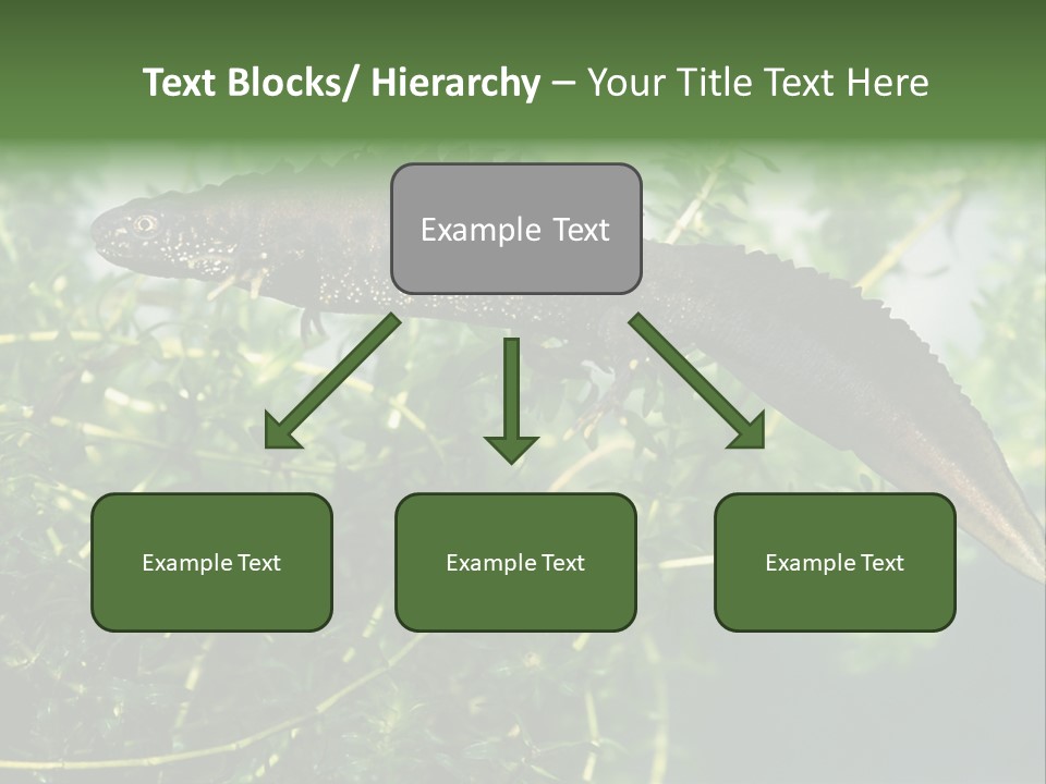 Male Of Great Crested Newt (Triturus Cristatus). His Skin's Color And Crest Is Typical For Breeding Time. PowerPoint Template