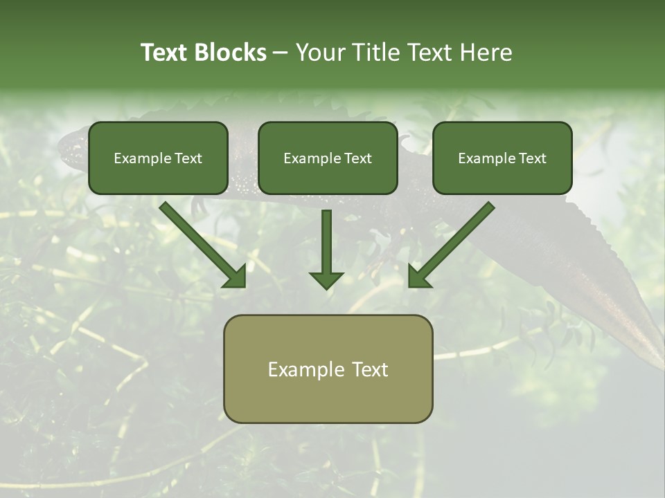 Male Of Great Crested Newt (Triturus Cristatus). His Skin's Color And Crest Is Typical For Breeding Time. PowerPoint Template
