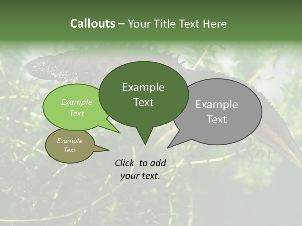 Male Of Great Crested Newt (Triturus Cristatus). His Skin's Color And Crest Is Typical For Breeding Time. PowerPoint Template