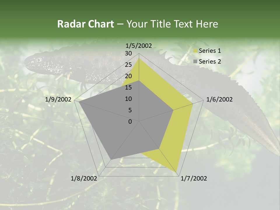 Male Of Great Crested Newt (Triturus Cristatus). His Skin's Color And Crest Is Typical For Breeding Time. PowerPoint Template