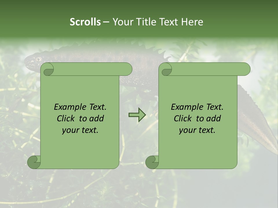 Male Of Great Crested Newt (Triturus Cristatus). His Skin's Color And Crest Is Typical For Breeding Time. PowerPoint Template