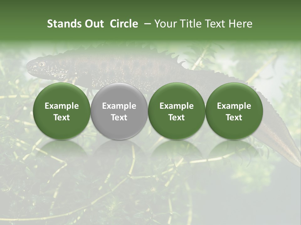 Male Of Great Crested Newt (Triturus Cristatus). His Skin's Color And Crest Is Typical For Breeding Time. PowerPoint Template