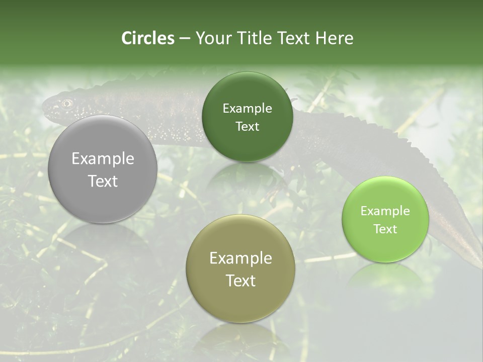 Male Of Great Crested Newt (Triturus Cristatus). His Skin's Color And Crest Is Typical For Breeding Time. PowerPoint Template