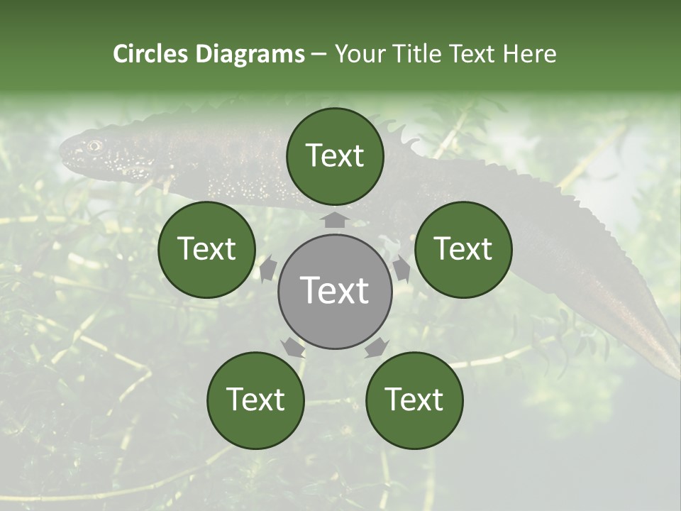 Male Of Great Crested Newt (Triturus Cristatus). His Skin's Color And Crest Is Typical For Breeding Time. PowerPoint Template