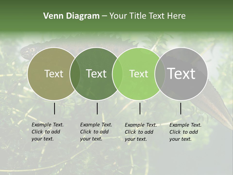 Male Of Great Crested Newt (Triturus Cristatus). His Skin's Color And Crest Is Typical For Breeding Time. PowerPoint Template