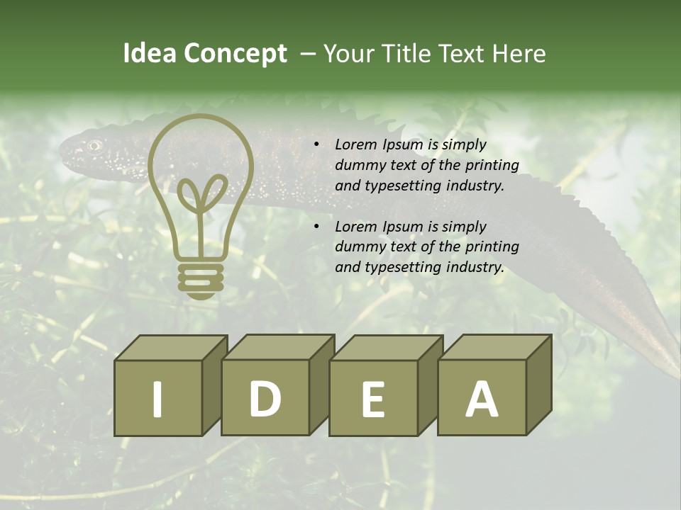 Male Of Great Crested Newt (Triturus Cristatus). His Skin's Color And Crest Is Typical For Breeding Time. PowerPoint Template