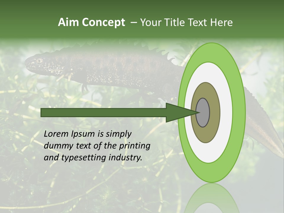 Male Of Great Crested Newt (Triturus Cristatus). His Skin's Color And Crest Is Typical For Breeding Time. PowerPoint Template