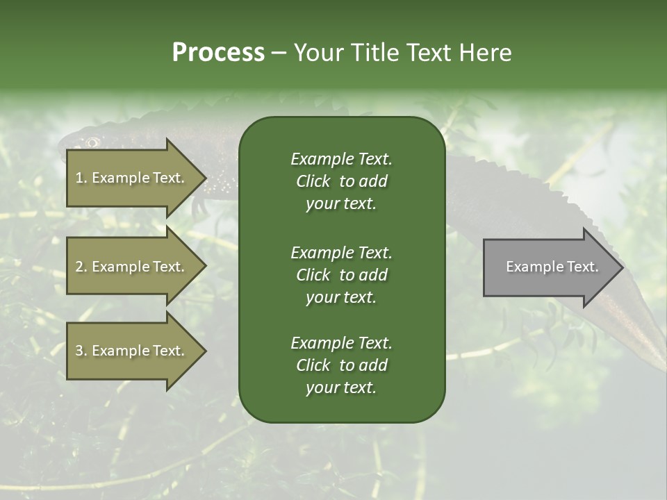 Male Of Great Crested Newt (Triturus Cristatus). His Skin's Color And Crest Is Typical For Breeding Time. PowerPoint Template