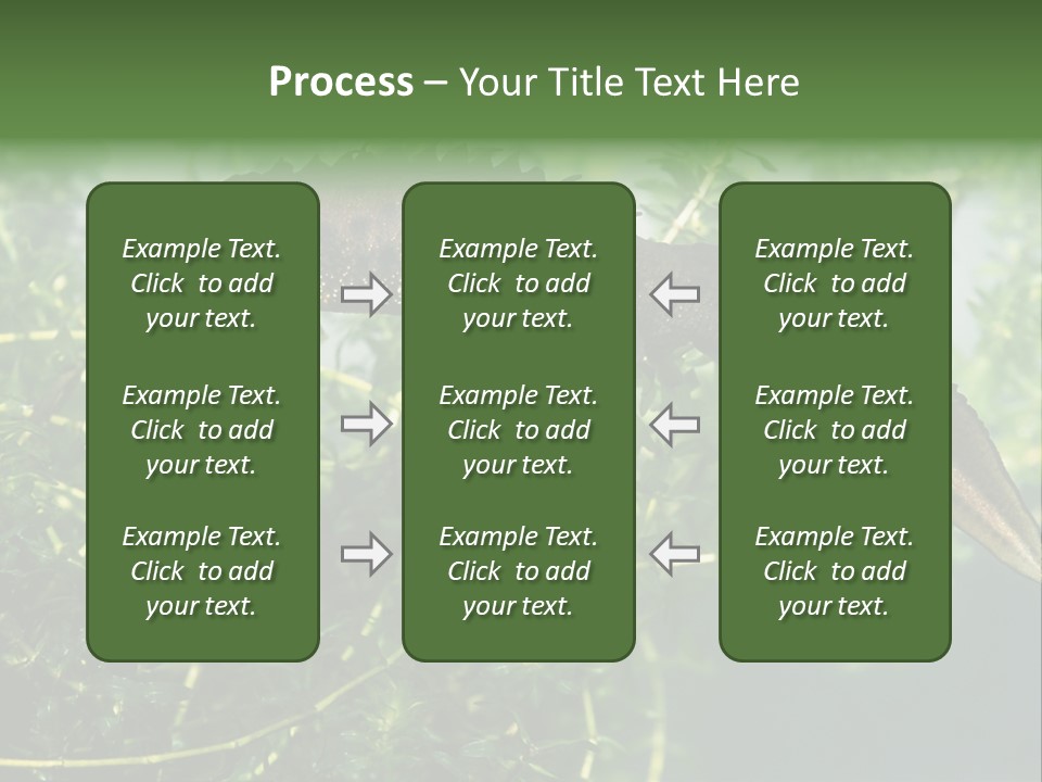 Male Of Great Crested Newt (Triturus Cristatus). His Skin's Color And Crest Is Typical For Breeding Time. PowerPoint Template