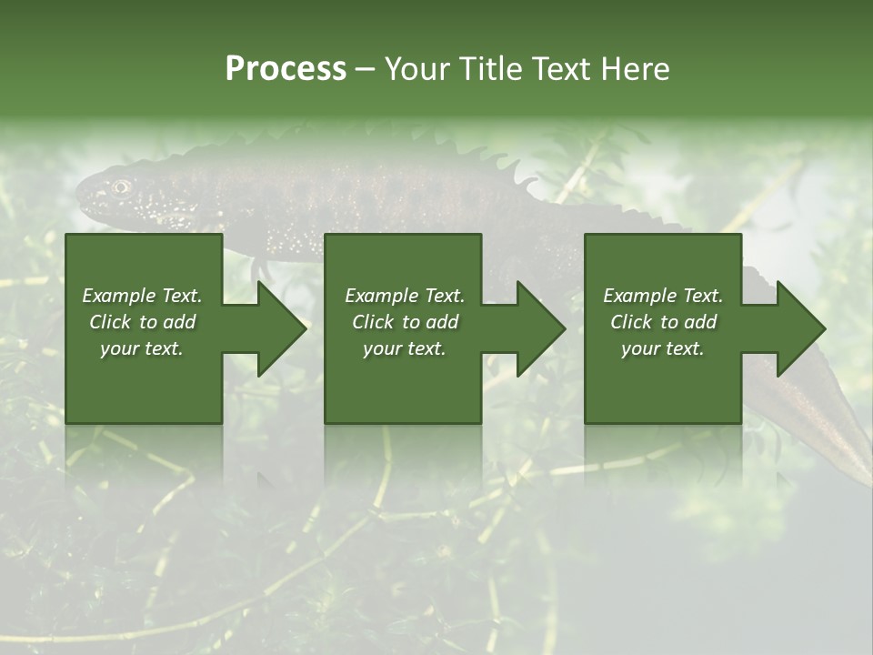 Male Of Great Crested Newt (Triturus Cristatus). His Skin's Color And Crest Is Typical For Breeding Time. PowerPoint Template