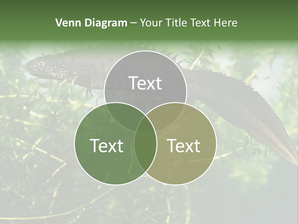 Male Of Great Crested Newt (Triturus Cristatus). His Skin's Color And Crest Is Typical For Breeding Time. PowerPoint Template
