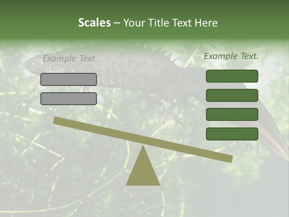 Male Of Great Crested Newt (Triturus Cristatus). His Skin's Color And Crest Is Typical For Breeding Time. PowerPoint Template