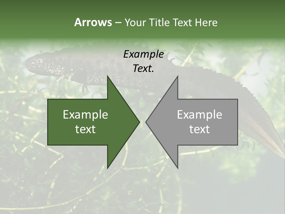 Male Of Great Crested Newt (Triturus Cristatus). His Skin's Color And Crest Is Typical For Breeding Time. PowerPoint Template