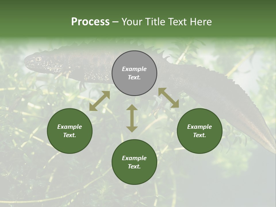 Male Of Great Crested Newt (Triturus Cristatus). His Skin's Color And Crest Is Typical For Breeding Time. PowerPoint Template