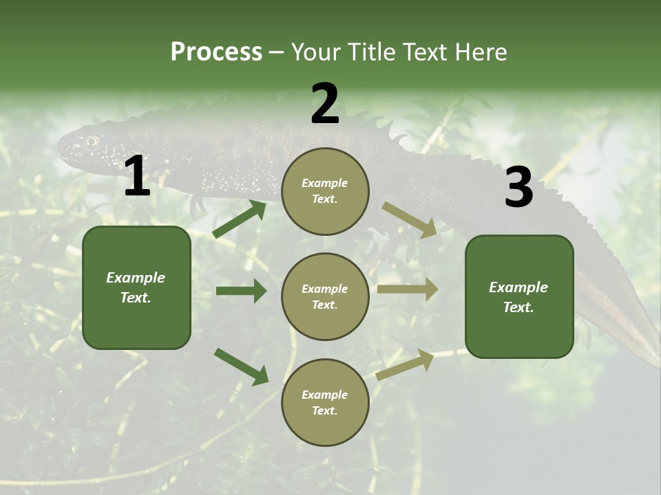 Male Of Great Crested Newt (Triturus Cristatus). His Skin's Color And Crest Is Typical For Breeding Time. PowerPoint Template
