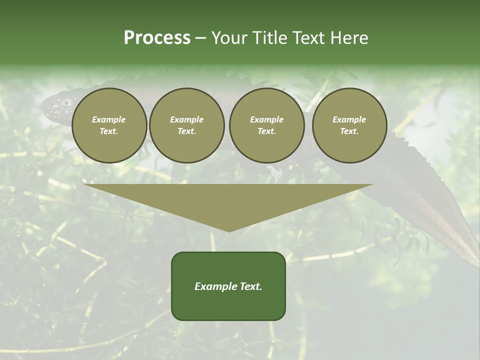 Male Of Great Crested Newt (Triturus Cristatus). His Skin's Color And Crest Is Typical For Breeding Time. PowerPoint Template