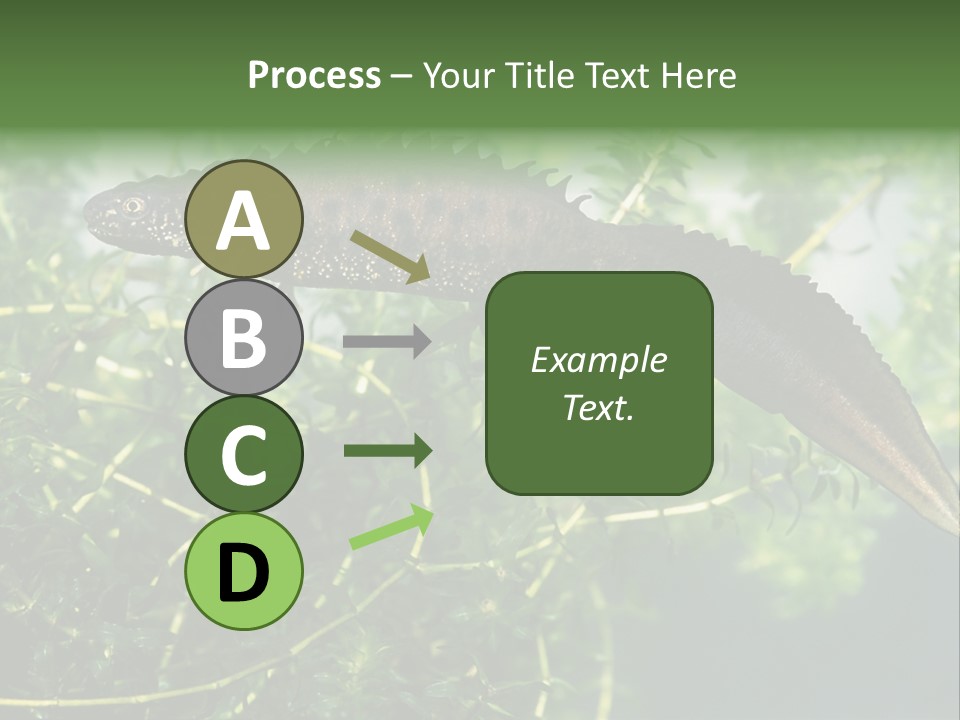 Male Of Great Crested Newt (Triturus Cristatus). His Skin's Color And Crest Is Typical For Breeding Time. PowerPoint Template