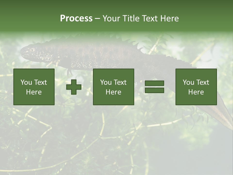 Male Of Great Crested Newt (Triturus Cristatus). His Skin's Color And Crest Is Typical For Breeding Time. PowerPoint Template