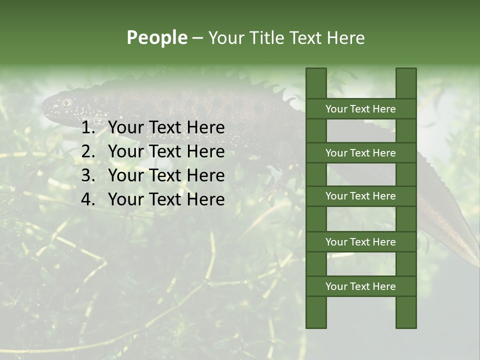 Male Of Great Crested Newt (Triturus Cristatus). His Skin's Color And Crest Is Typical For Breeding Time. PowerPoint Template