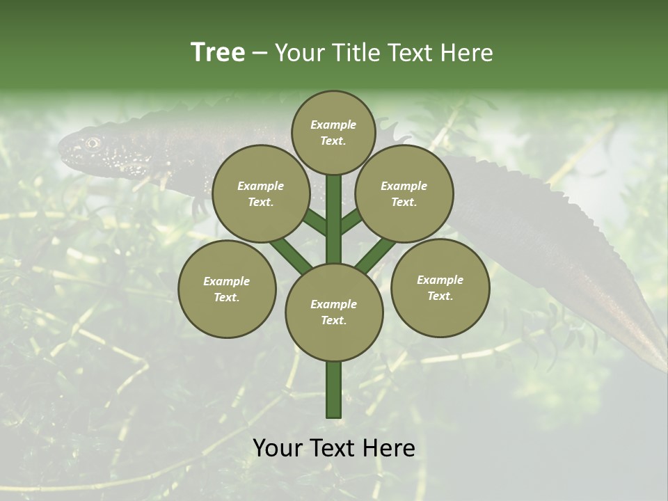 Male Of Great Crested Newt (Triturus Cristatus). His Skin's Color And Crest Is Typical For Breeding Time. PowerPoint Template