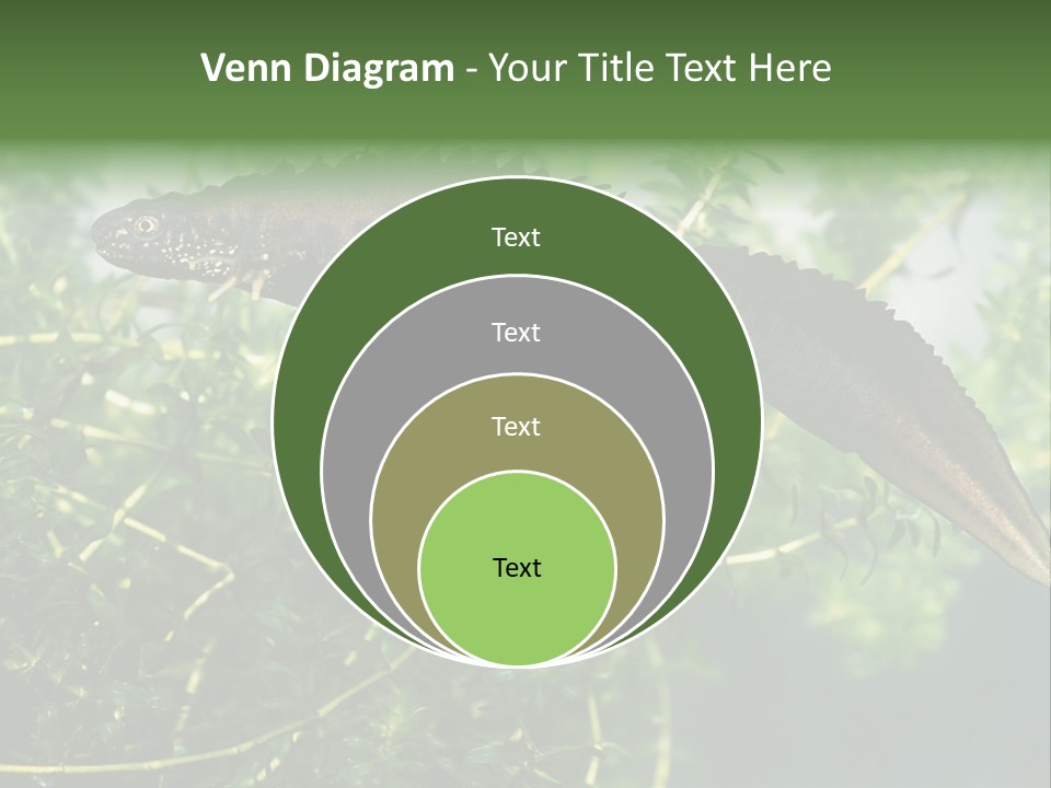 Male Of Great Crested Newt (Triturus Cristatus). His Skin's Color And Crest Is Typical For Breeding Time. PowerPoint Template