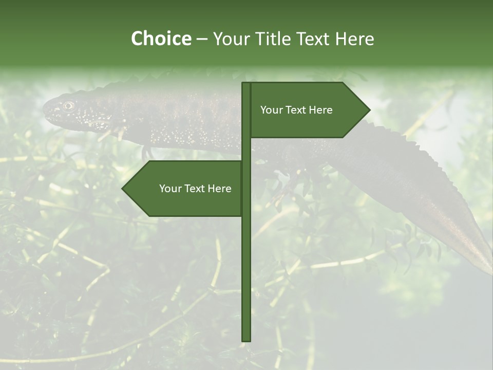 Male Of Great Crested Newt (Triturus Cristatus). His Skin's Color And Crest Is Typical For Breeding Time. PowerPoint Template