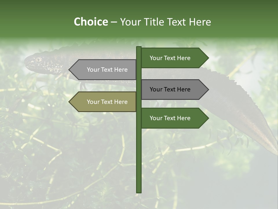 Male Of Great Crested Newt (Triturus Cristatus). His Skin's Color And Crest Is Typical For Breeding Time. PowerPoint Template