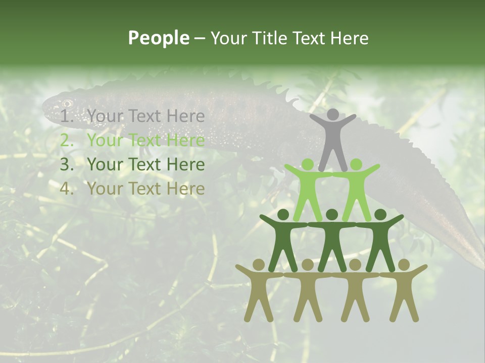 Male Of Great Crested Newt (Triturus Cristatus). His Skin's Color And Crest Is Typical For Breeding Time. PowerPoint Template