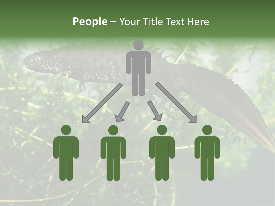 Male Of Great Crested Newt (Triturus Cristatus). His Skin's Color And Crest Is Typical For Breeding Time. PowerPoint Template