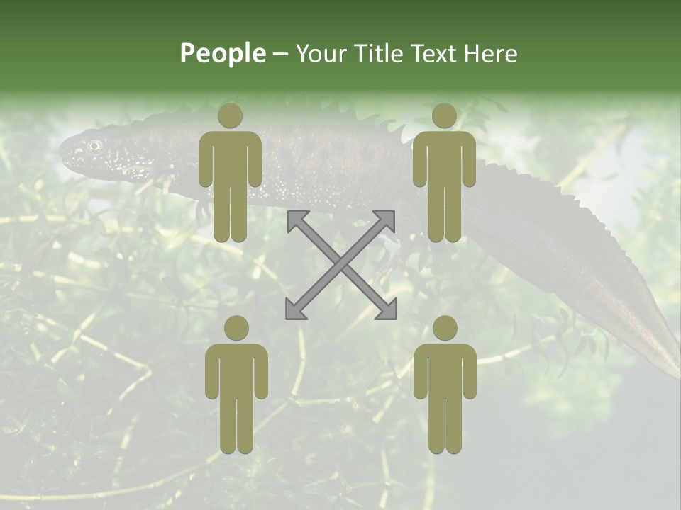 Male Of Great Crested Newt (Triturus Cristatus). His Skin's Color And Crest Is Typical For Breeding Time. PowerPoint Template