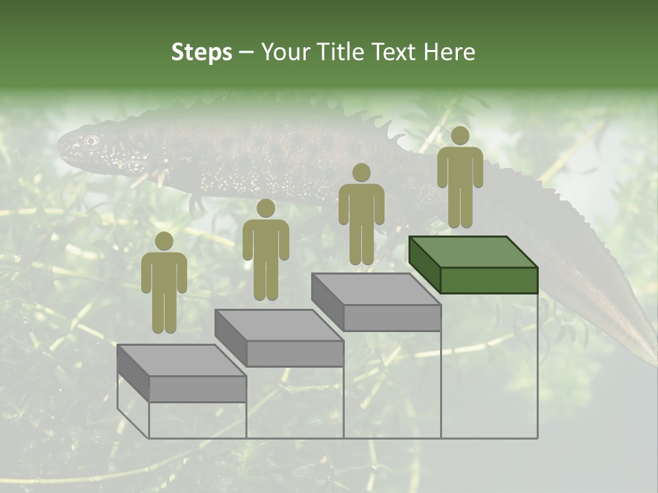 Male Of Great Crested Newt (Triturus Cristatus). His Skin's Color And Crest Is Typical For Breeding Time. PowerPoint Template