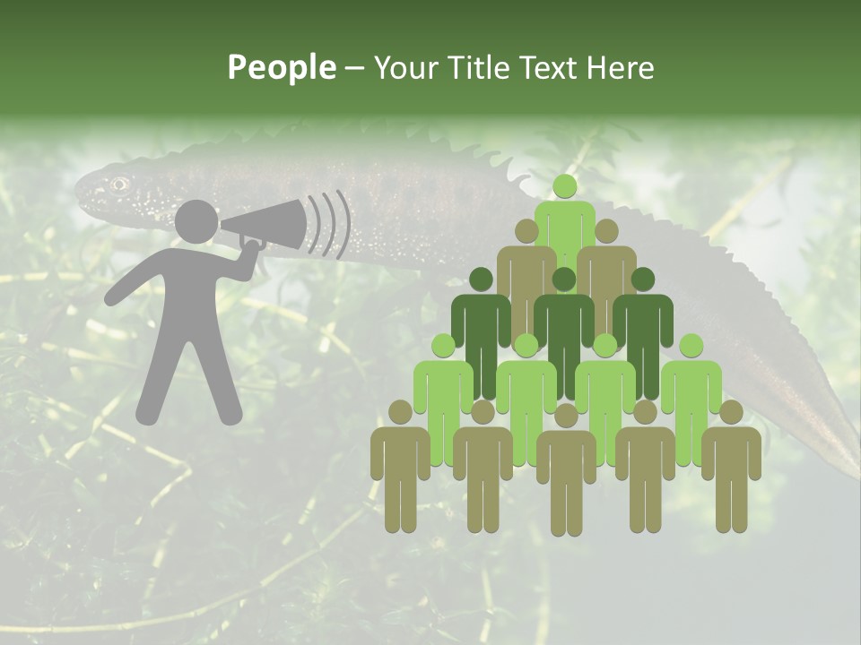 Male Of Great Crested Newt (Triturus Cristatus). His Skin's Color And Crest Is Typical For Breeding Time. PowerPoint Template