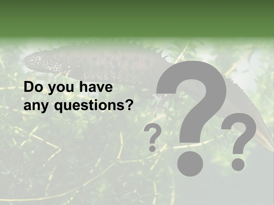 Male Of Great Crested Newt (Triturus Cristatus). His Skin's Color And Crest Is Typical For Breeding Time. PowerPoint Template