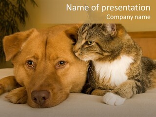 Cat And Dog Resting Together On Bed PowerPoint Template