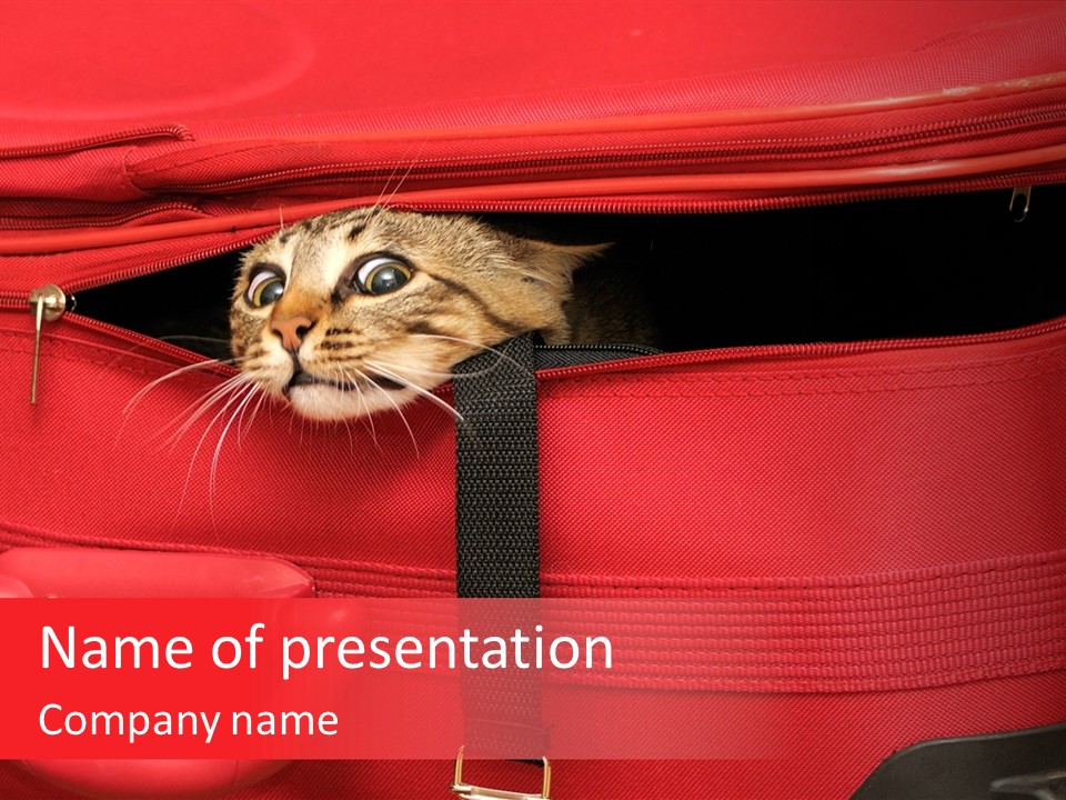 Cat In A Suitcase PowerPoint Template