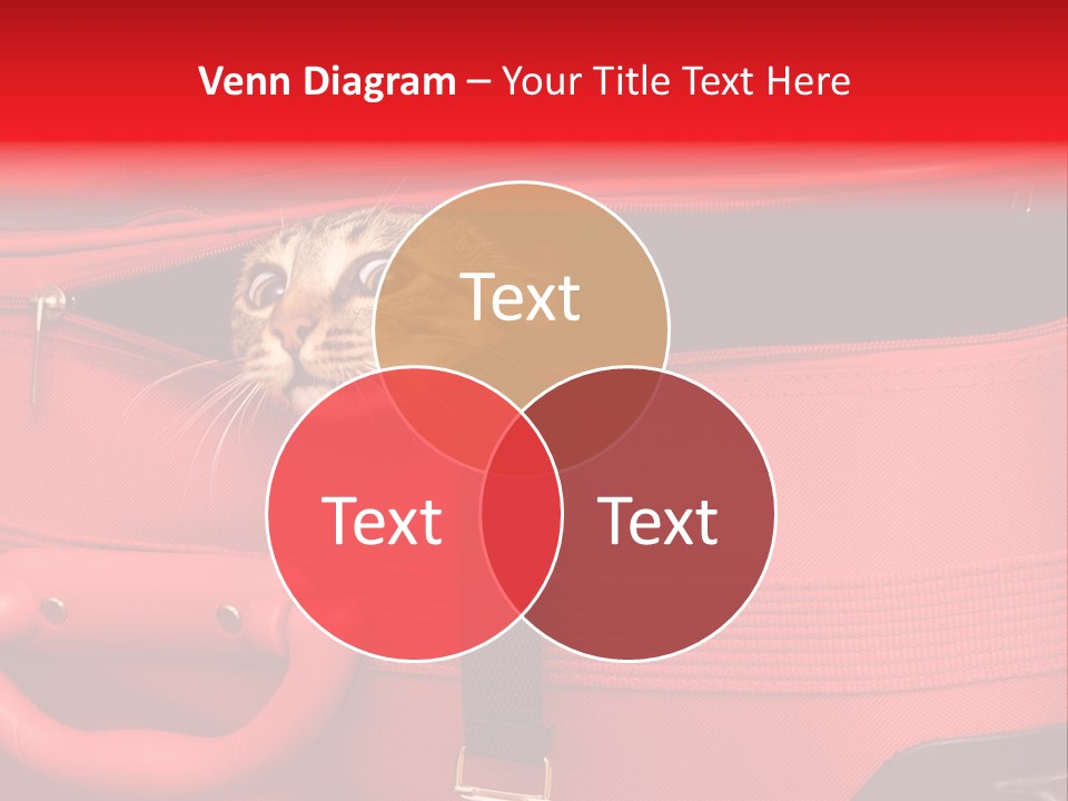 Cat In A Suitcase PowerPoint Template