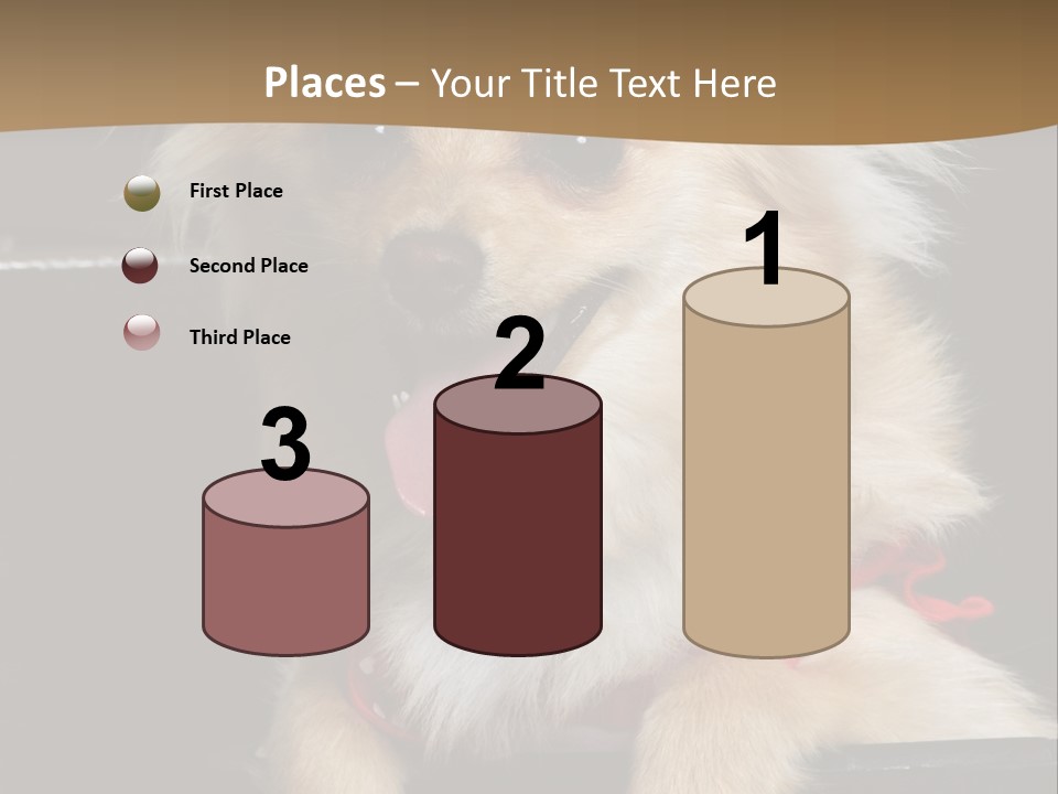 Cute Little Chihuahua-Pomerania N Mix Dog Sitting In Old Fashion Luggage With Pink Outfit PowerPoint Template