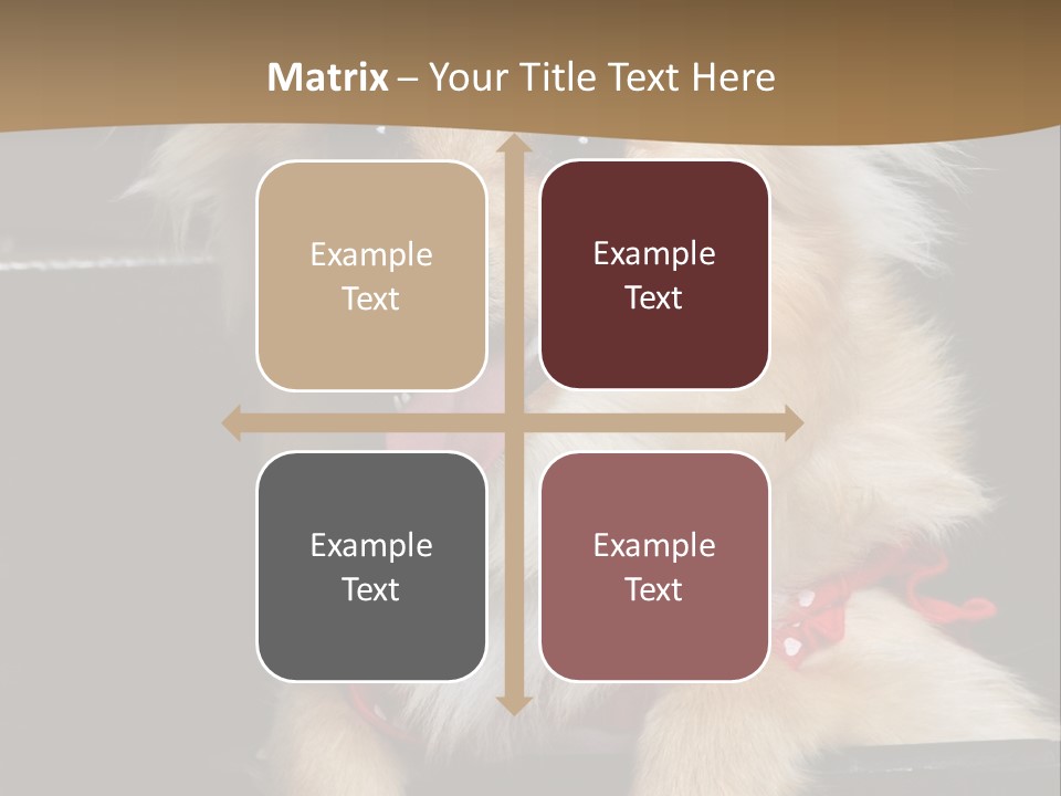 Cute Little Chihuahua-Pomerania N Mix Dog Sitting In Old Fashion Luggage With Pink Outfit PowerPoint Template