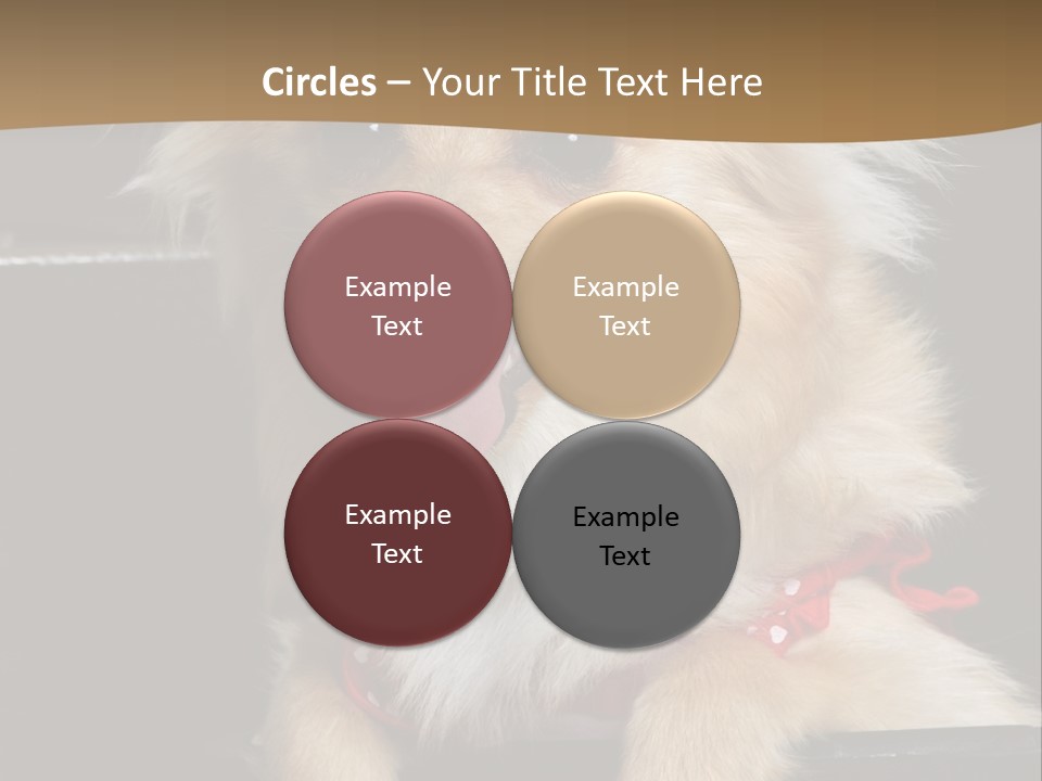 Cute Little Chihuahua-Pomerania N Mix Dog Sitting In Old Fashion Luggage With Pink Outfit PowerPoint Template