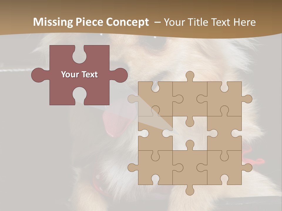 Cute Little Chihuahua-Pomerania N Mix Dog Sitting In Old Fashion Luggage With Pink Outfit PowerPoint Template