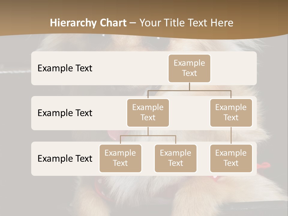 Cute Little Chihuahua-Pomerania N Mix Dog Sitting In Old Fashion Luggage With Pink Outfit PowerPoint Template