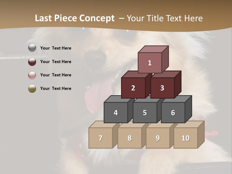 Cute Little Chihuahua-Pomerania N Mix Dog Sitting In Old Fashion Luggage With Pink Outfit PowerPoint Template