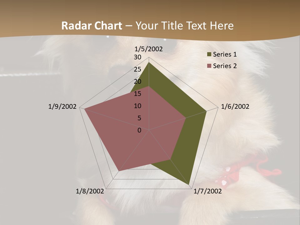 Cute Little Chihuahua-Pomerania N Mix Dog Sitting In Old Fashion Luggage With Pink Outfit PowerPoint Template